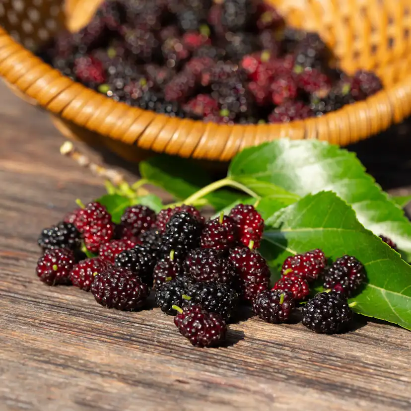 Bärbuske Omnia Garden Mullbär Morus Mojo Berry Matsunaga