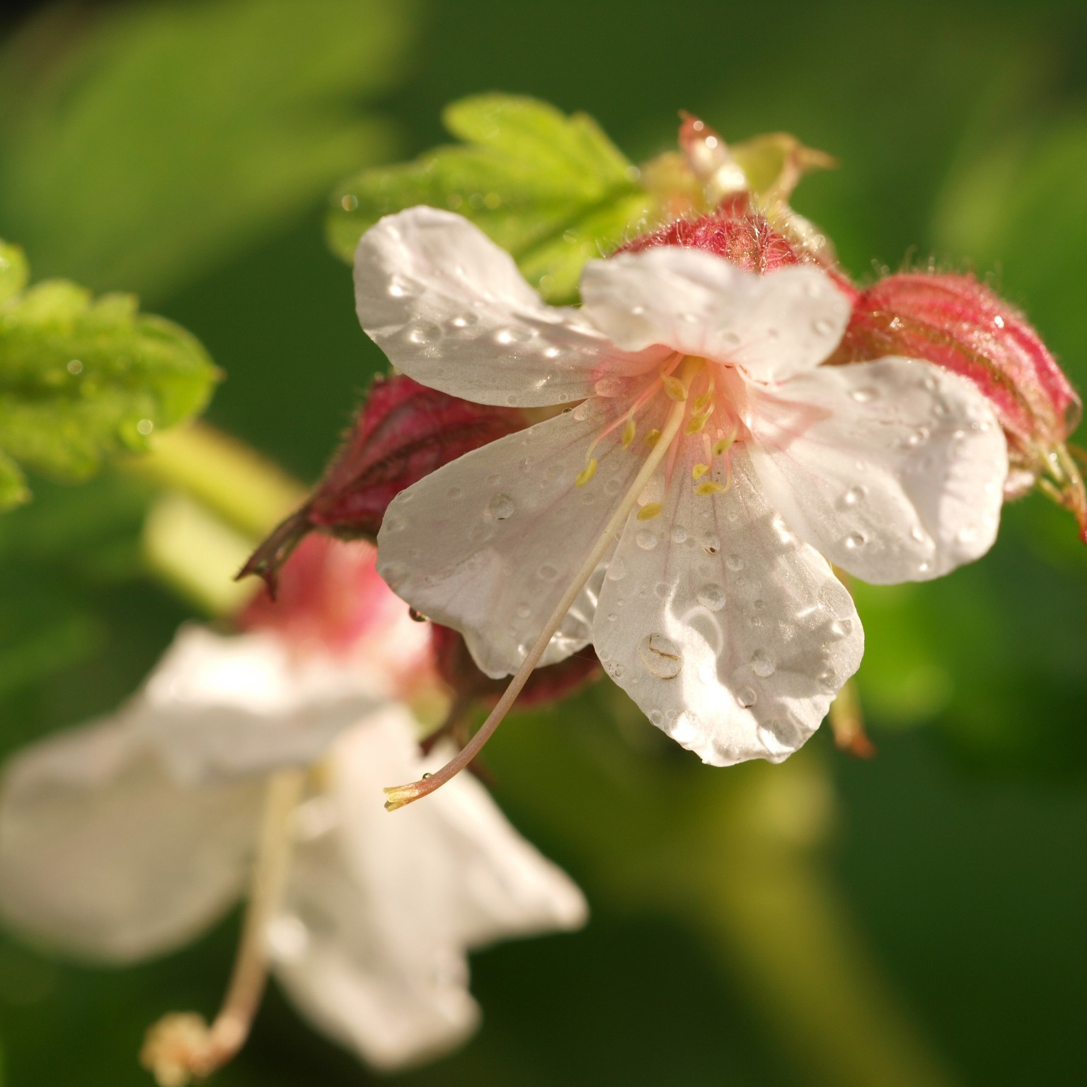 Perenn Omnia Garden Flocknäva Geranium Macrorrhizum Spessart