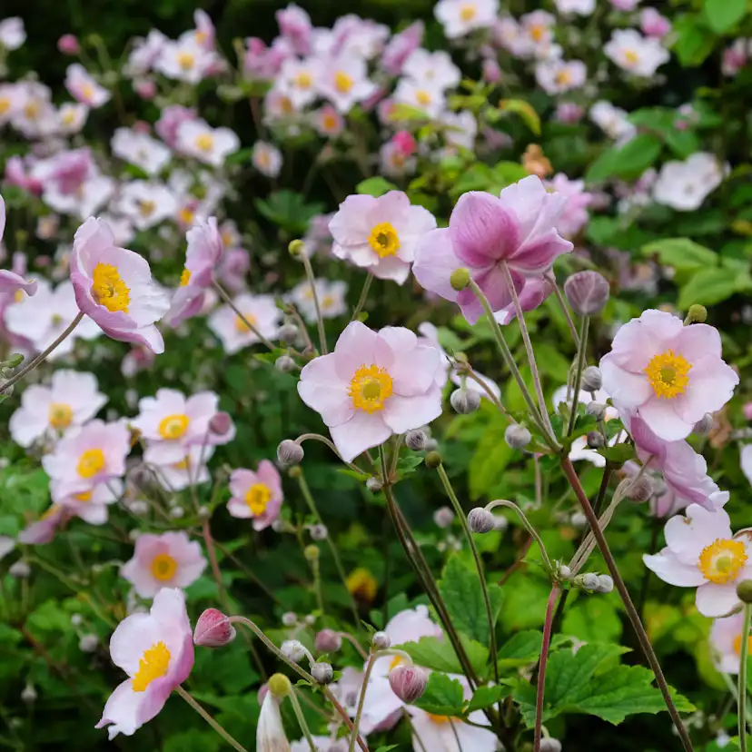 Perenn Omnia Garden Perennpaket Pollinatörernas Favorit