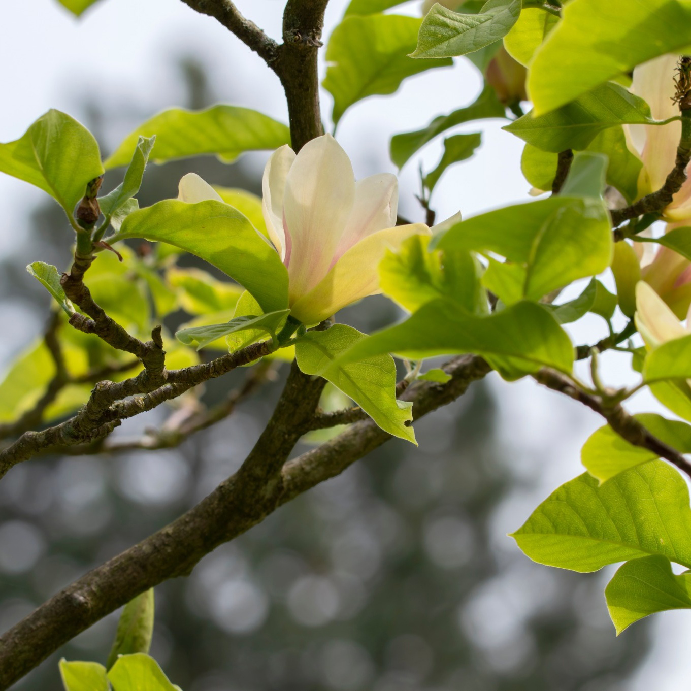 Prydnadsträd Omnia Garden Magnolia Sunsation 60-80 cm