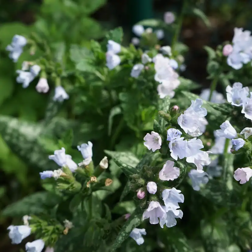 Perenn Omnia Garden Brokbladig Lungört Opal Ocupol
