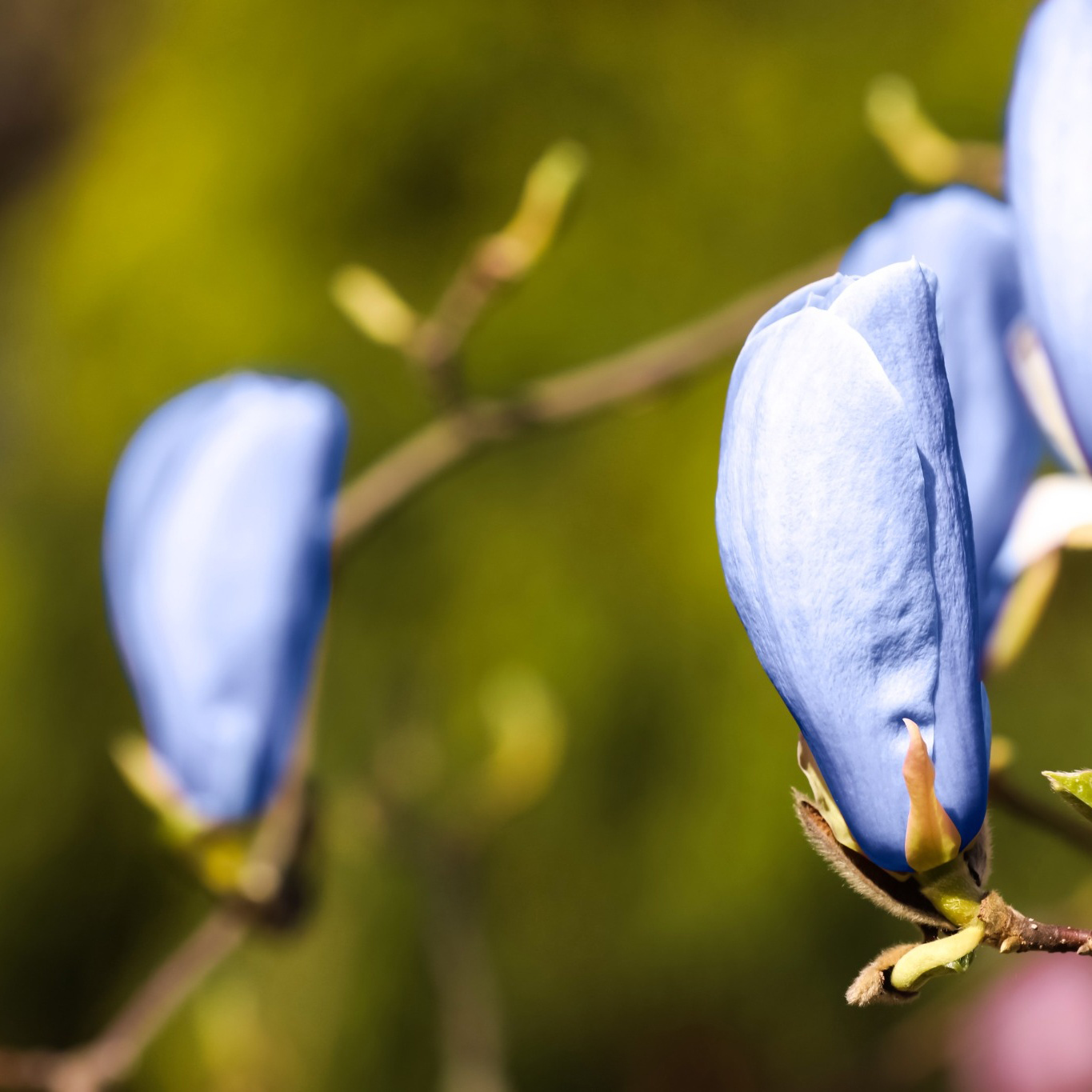 Prydnadsträd Omnia Garden Poppelmagnolia Blue Opal 80-100 cm