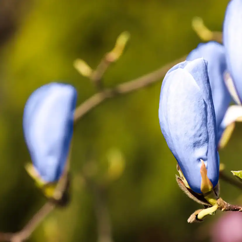 Prydnadsträd Omnia Garden Poppelmagnolia Blue Opal 80-100 cm