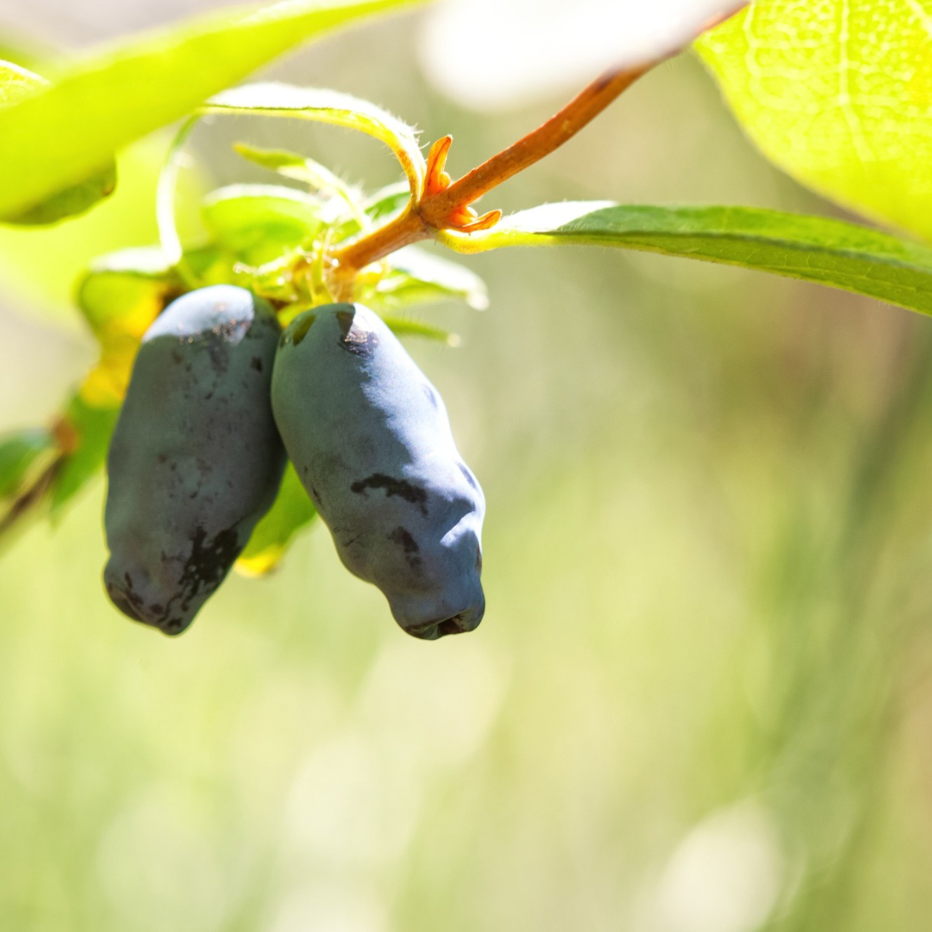 Bärbuske Omnia Garden Blåbärstry Lonicera Caerule Akamtschatica Aurora