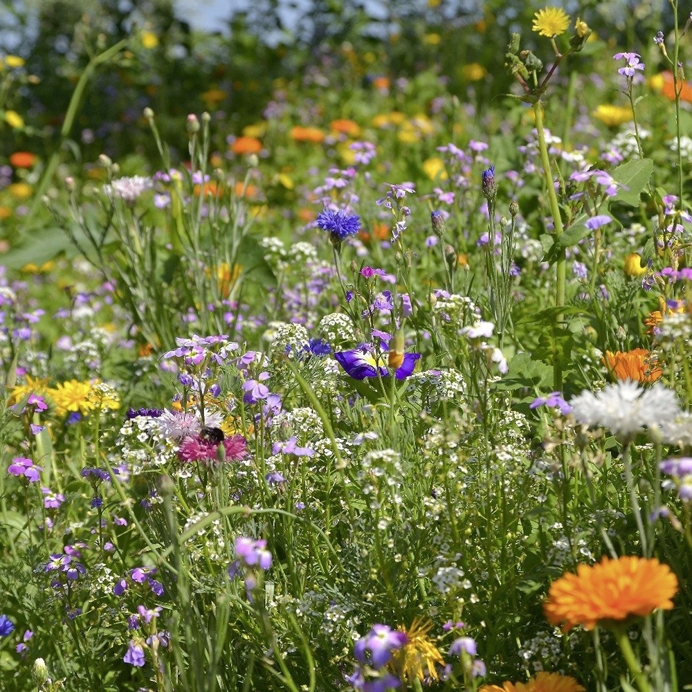 Blomsteräng Turfquick Medelväxande Årlig Perenn 5kvm