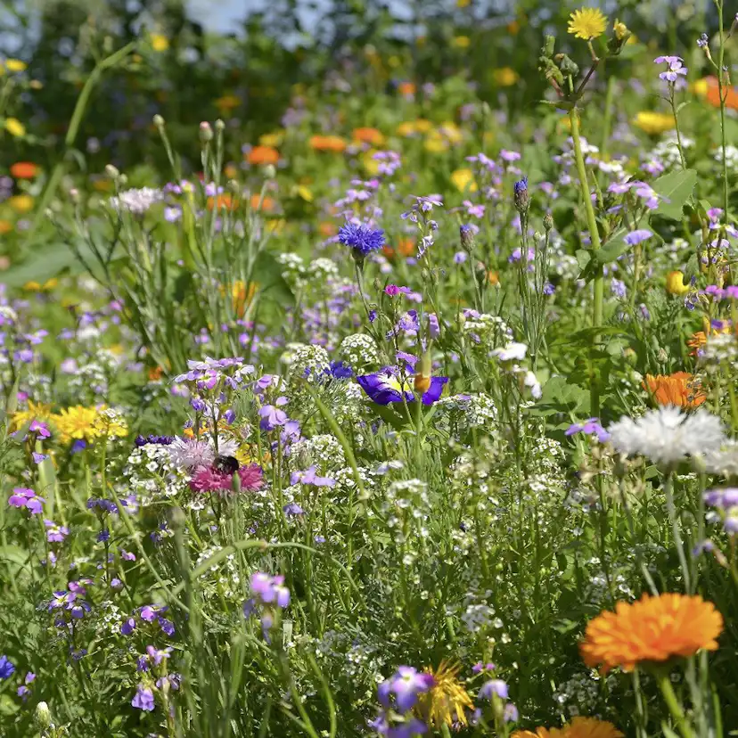 Blomsteräng Turfquick Medelväxande Årlig Perenn 5kvm