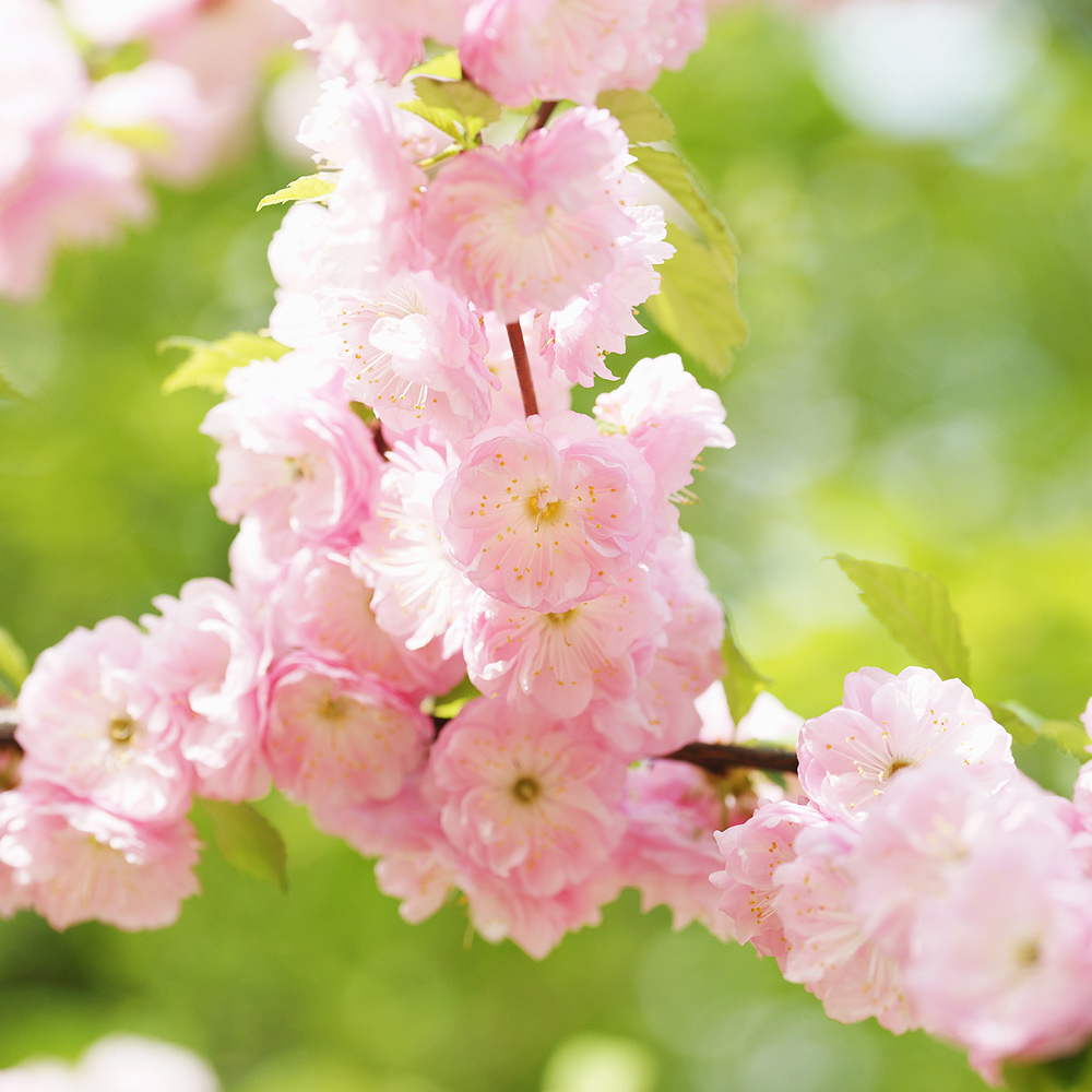 Prydnadsträd Rosenmandel Omnia Garden Rosa Blomning 100-120 cm med Grönt Lövverk