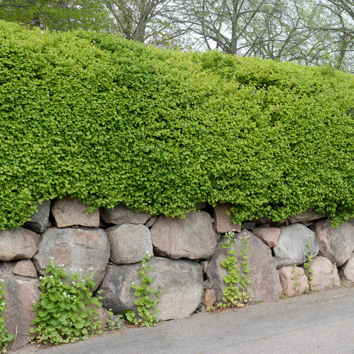 Häck Omnia Garden Måbär 40-60 cm