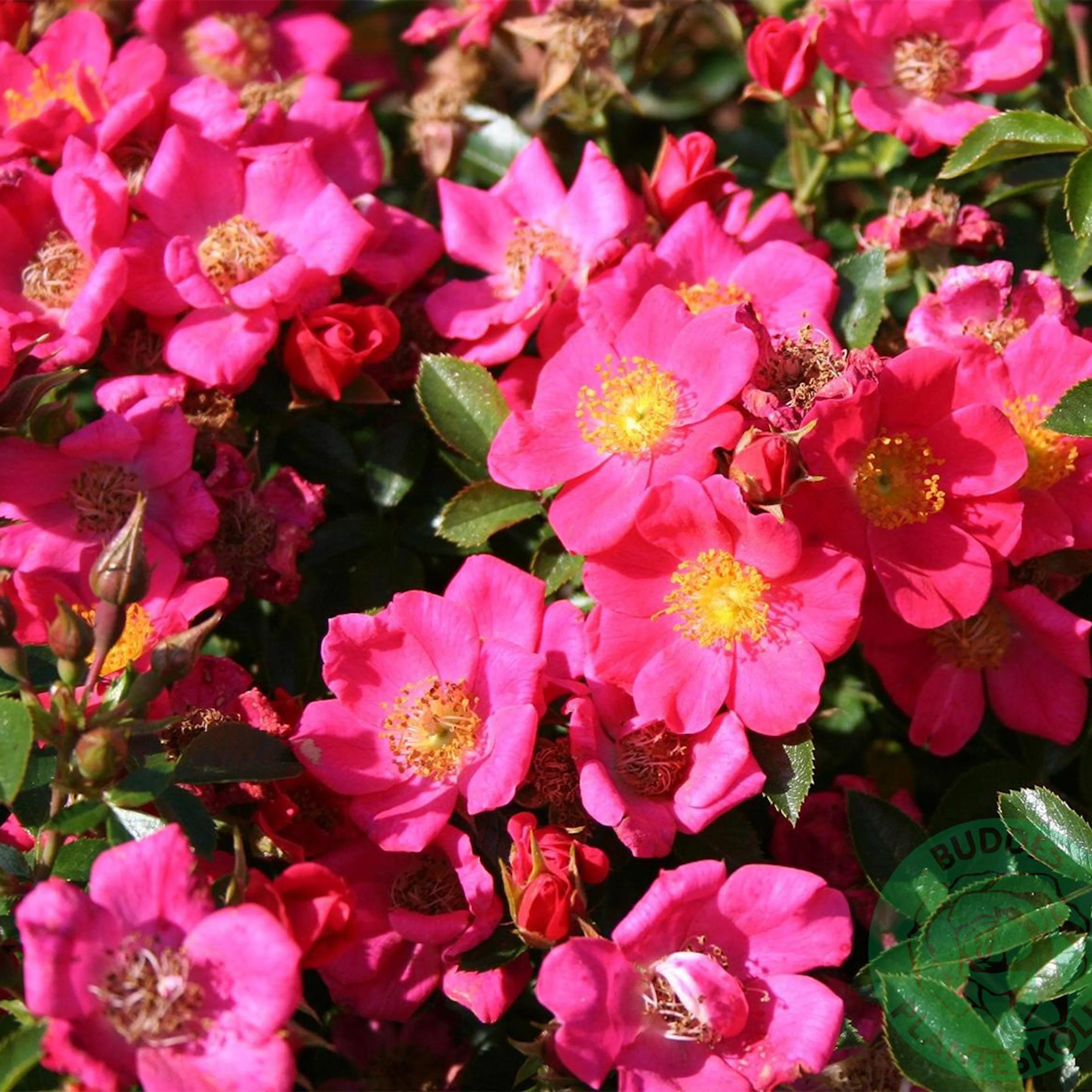 Rosa "Tommelise", 5-pack 5-pack
