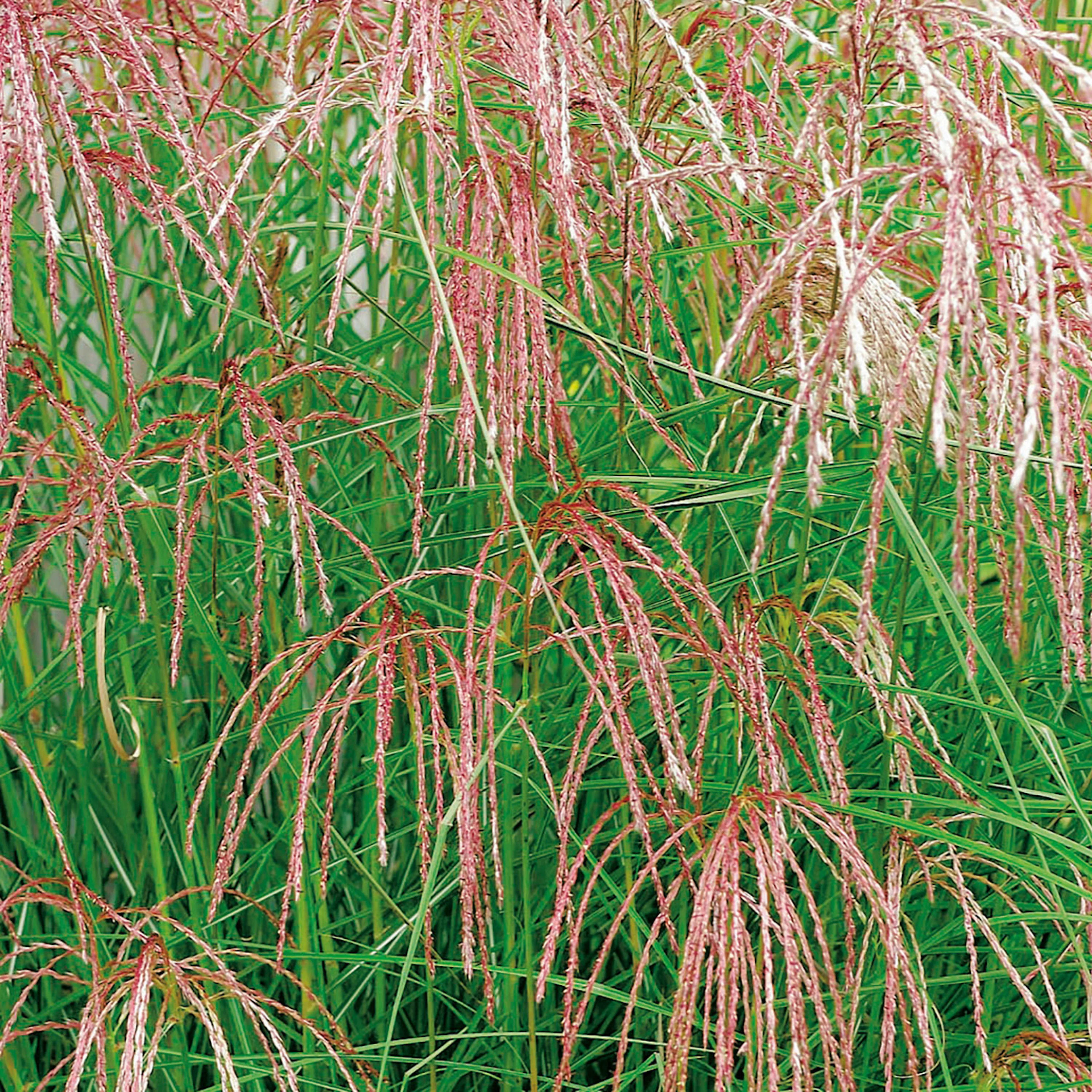 Miscanthus sinensis 'Flamingo', 2 L 1-pack