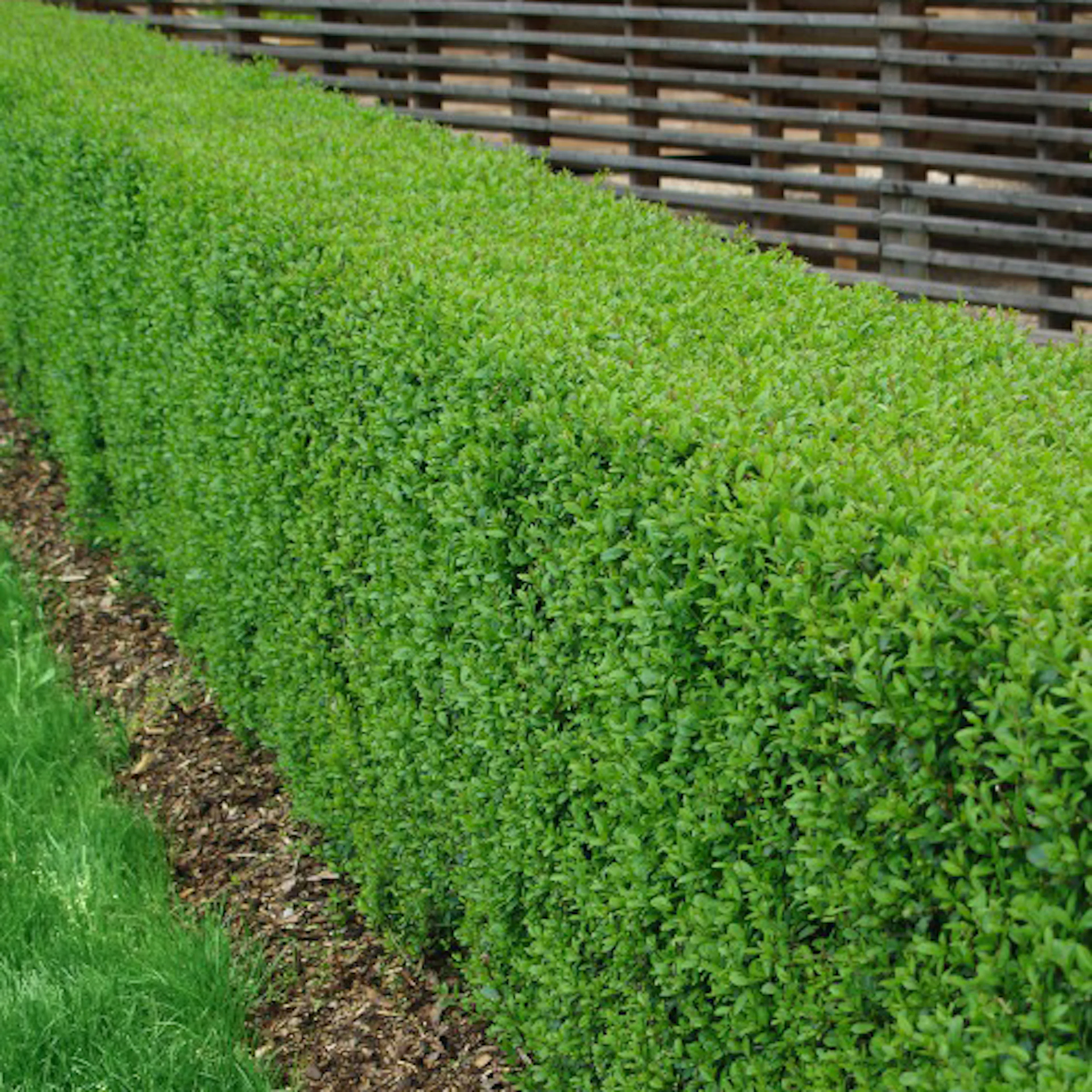 Planta Vinterliguster Liga Omnia Garden Krukodlade 10st