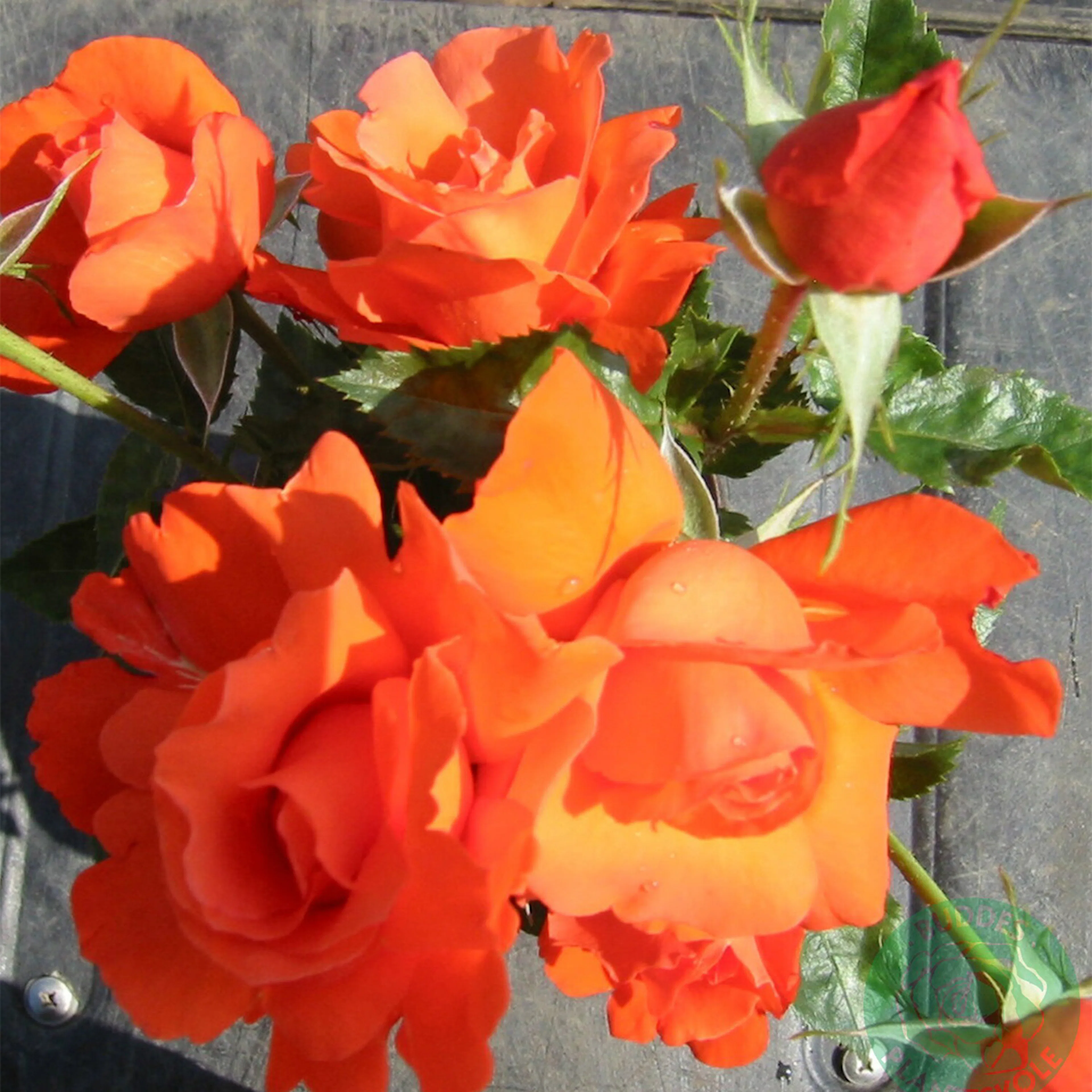 Rosa "Alexander", 5-pack 5-pack