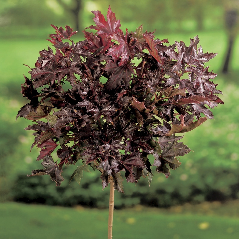 Prydnadsträd Skogslönn Omnia Garden Crimson Sentry