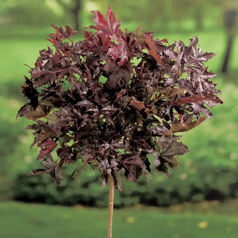 Prydnadsträd Skogslönn Omnia Garden Crimson Sentry