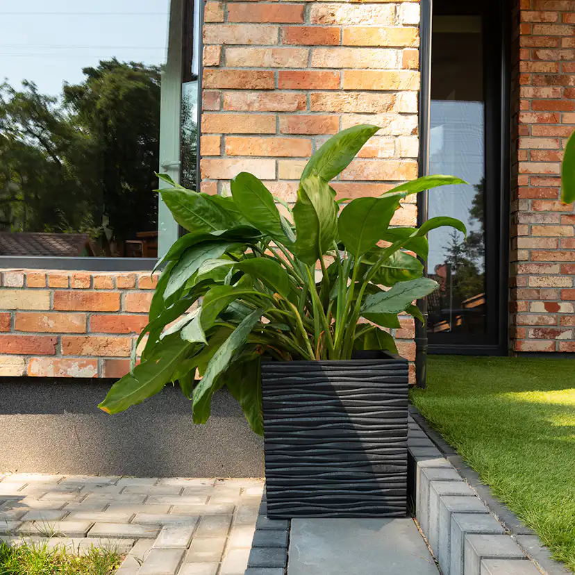 Blomkruka Recal Serenity