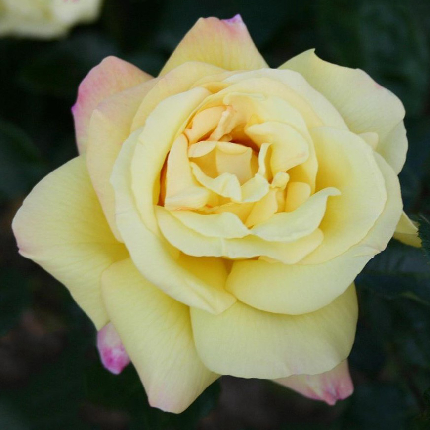 Storblommig Rabattros Omnia Garden Peace