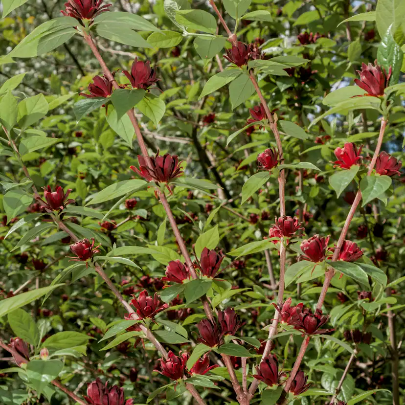 Kryddbuske Omnia Garden 150-200 cm