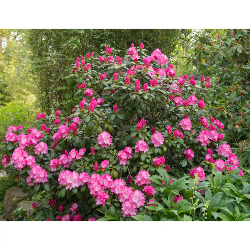 Rhododendron Omnia Garden Polaris 25-30 cm