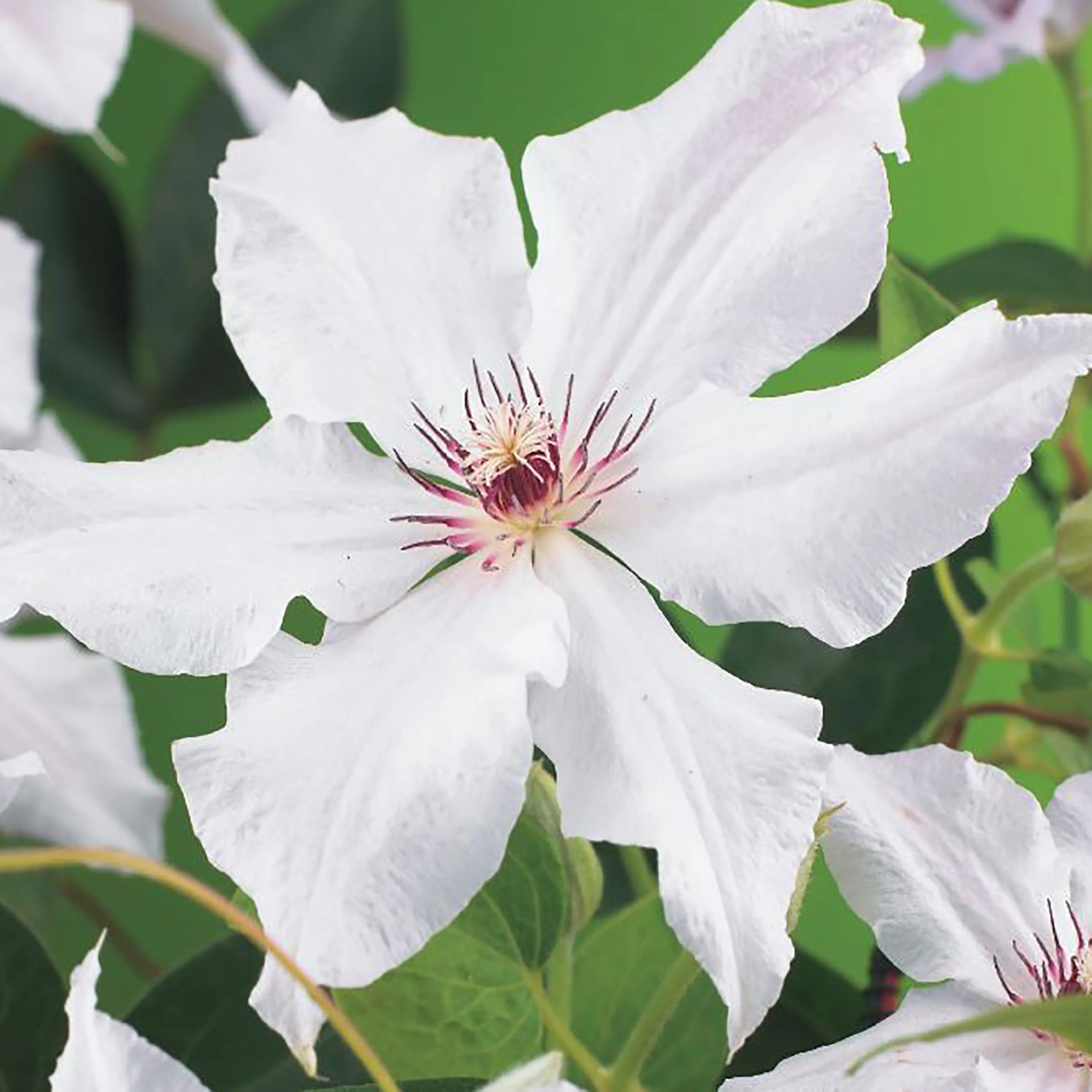 Klätterväxt Klematis Omnia Garden Snow Queen 40-60 cm