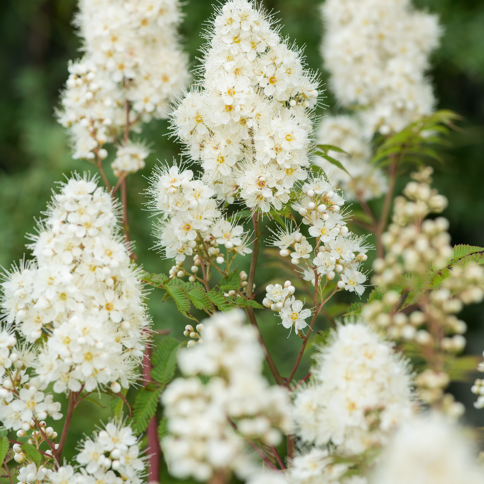 Planta Omnia Garden Prakthypericum