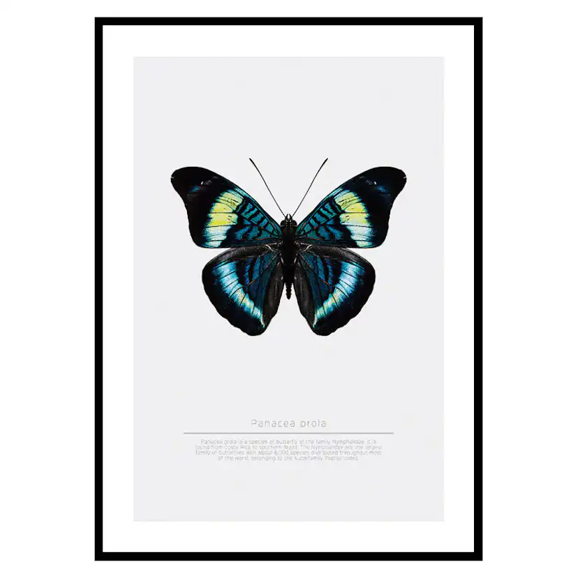 Poster Gallerix Butterfly Display