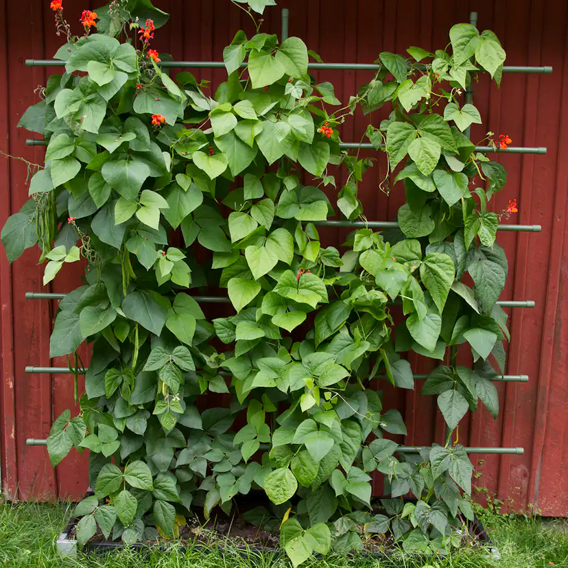Spaljé Flexigarden