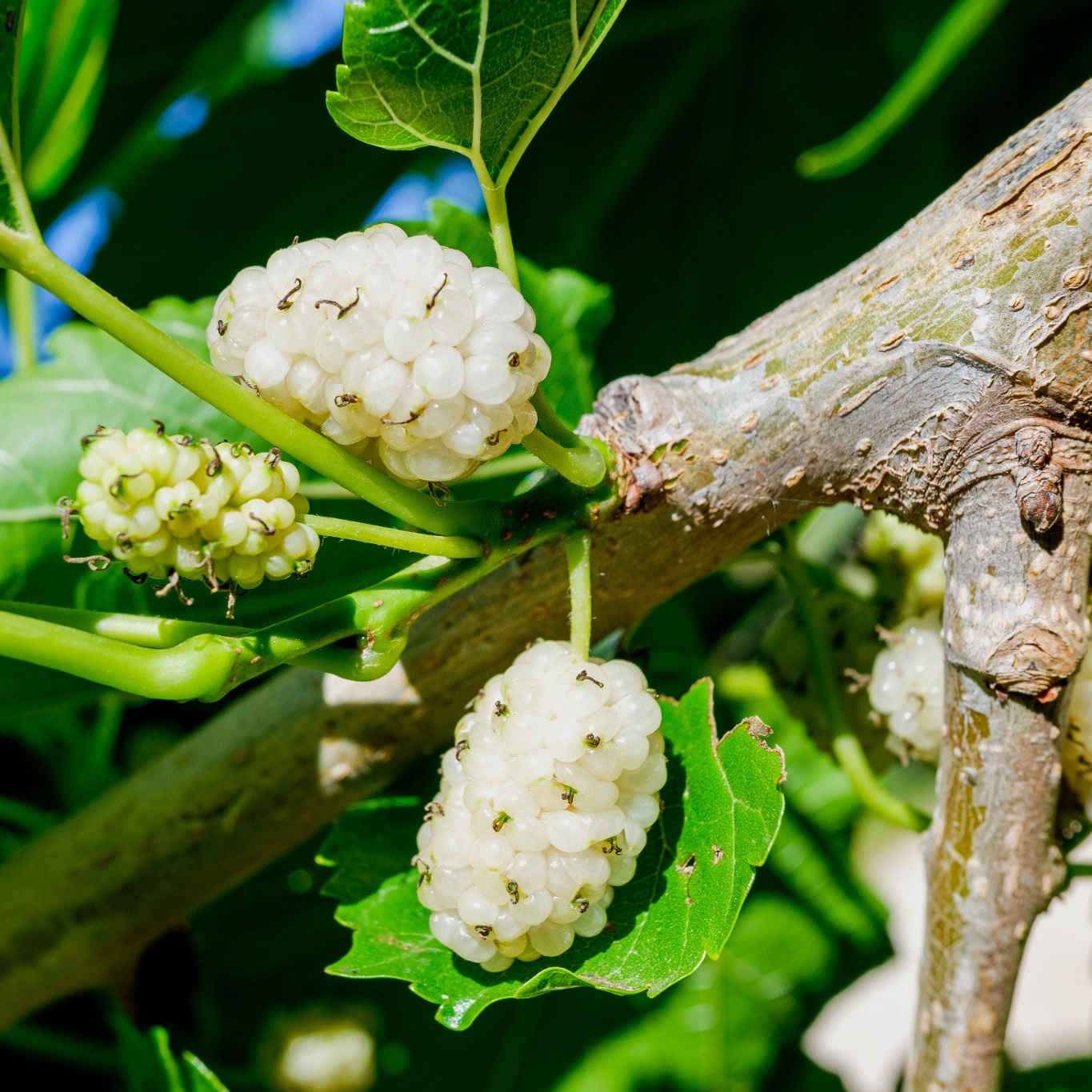 Bärbuske Omnia Garden Vitt Mullbär Morus Alba Visborg