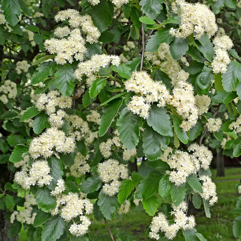 Prydnadsträd Omnia Garden Oxel