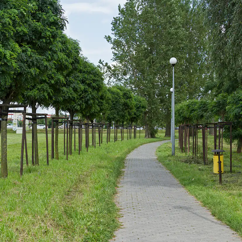 Prydnadsträd Omnia Garden Klotrobinia