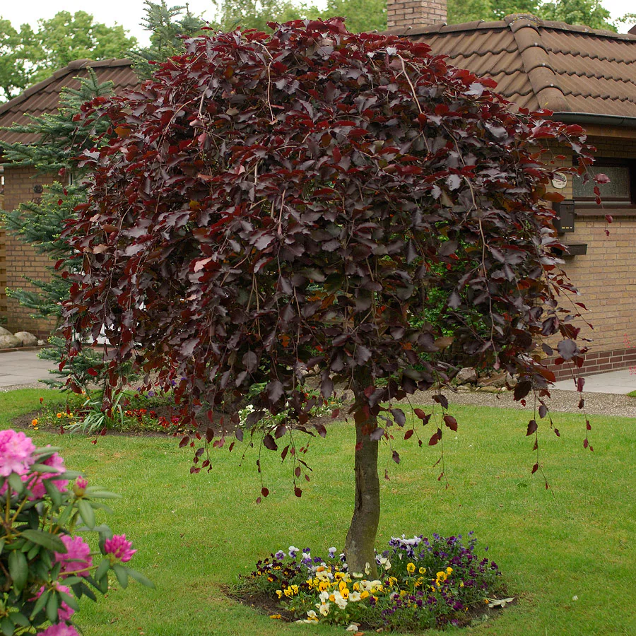 Prydnadsträd Omnia Garden Hängblodbok, Rött Lövverk & Gul Blomning, 100-125 cm