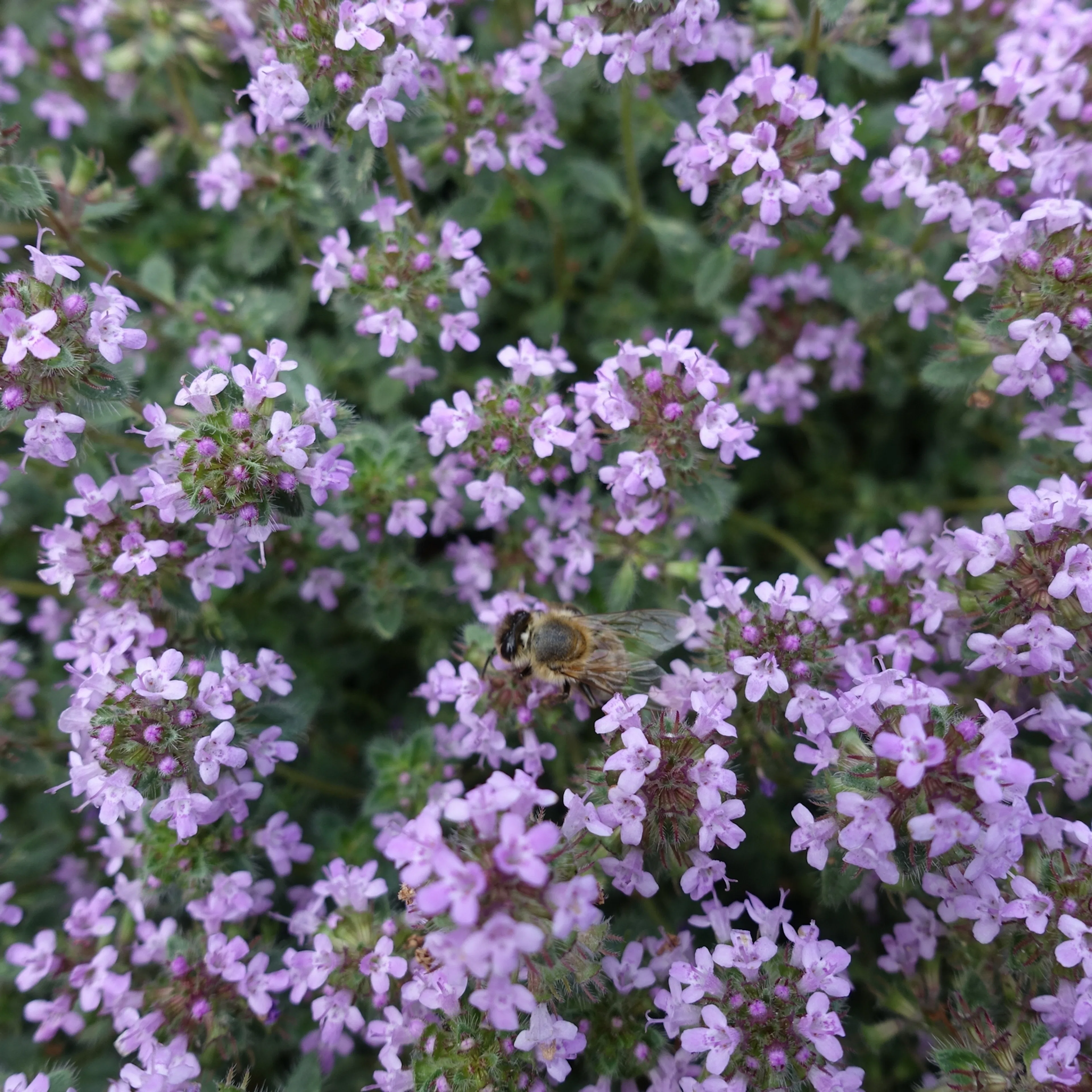 Marktäckare Gråtimjan Omnia Garden