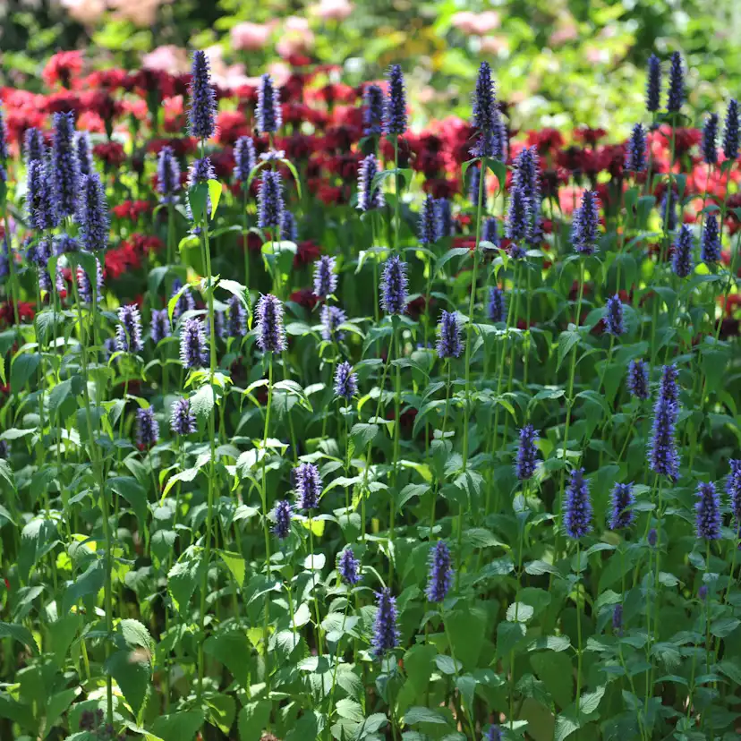 Perenn Omnia Garden Anisisop Black Adder