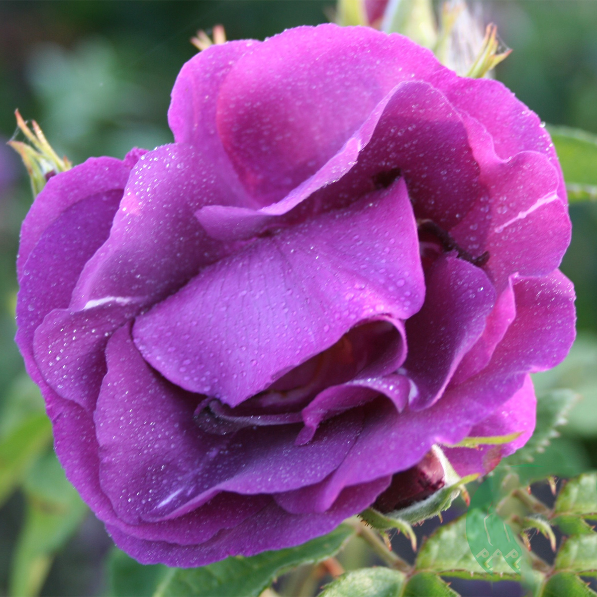 Flerblommig Rabattros Omnia Garden Rhapsody in Blue