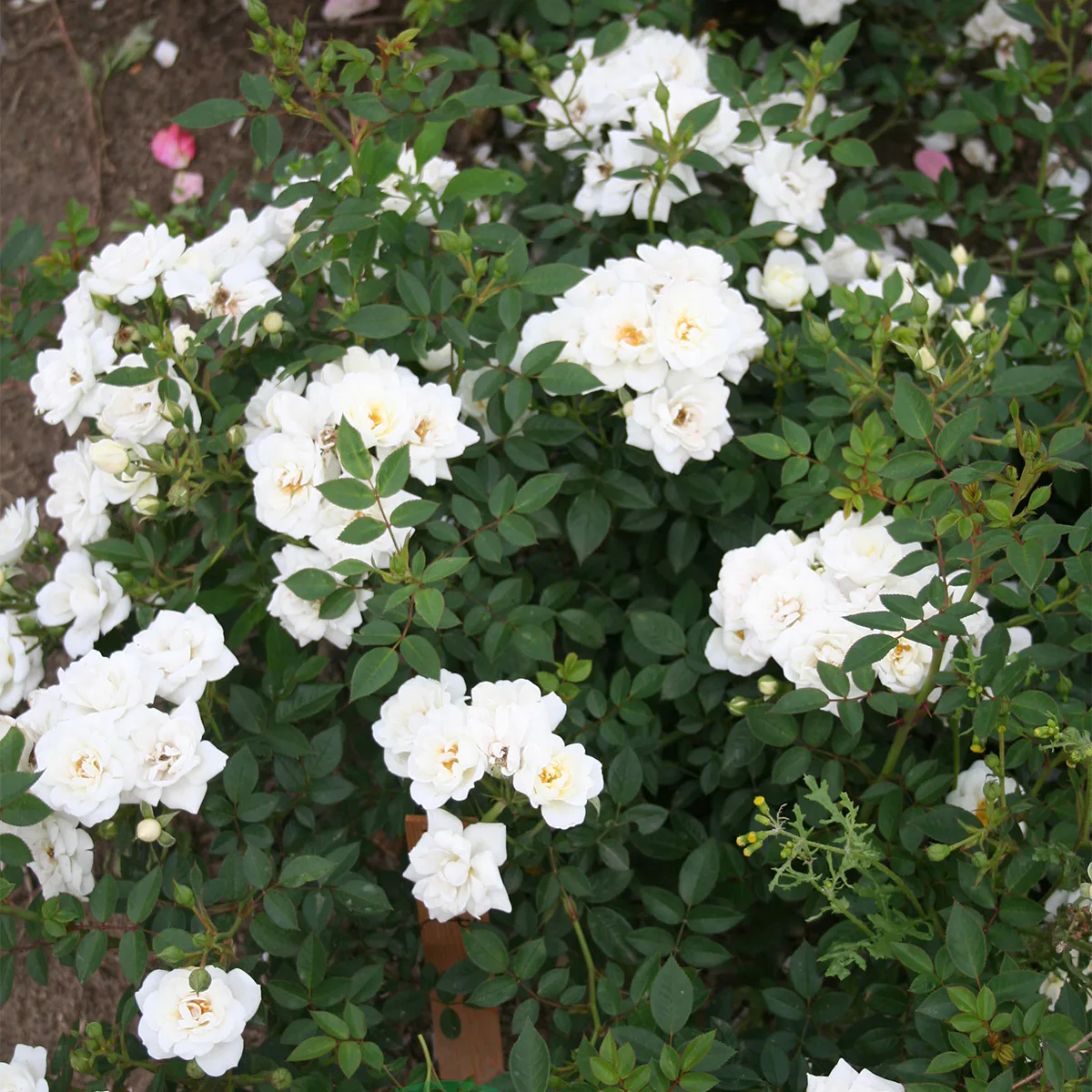 Marktäckande Buskros Omnia Garden White Cover
