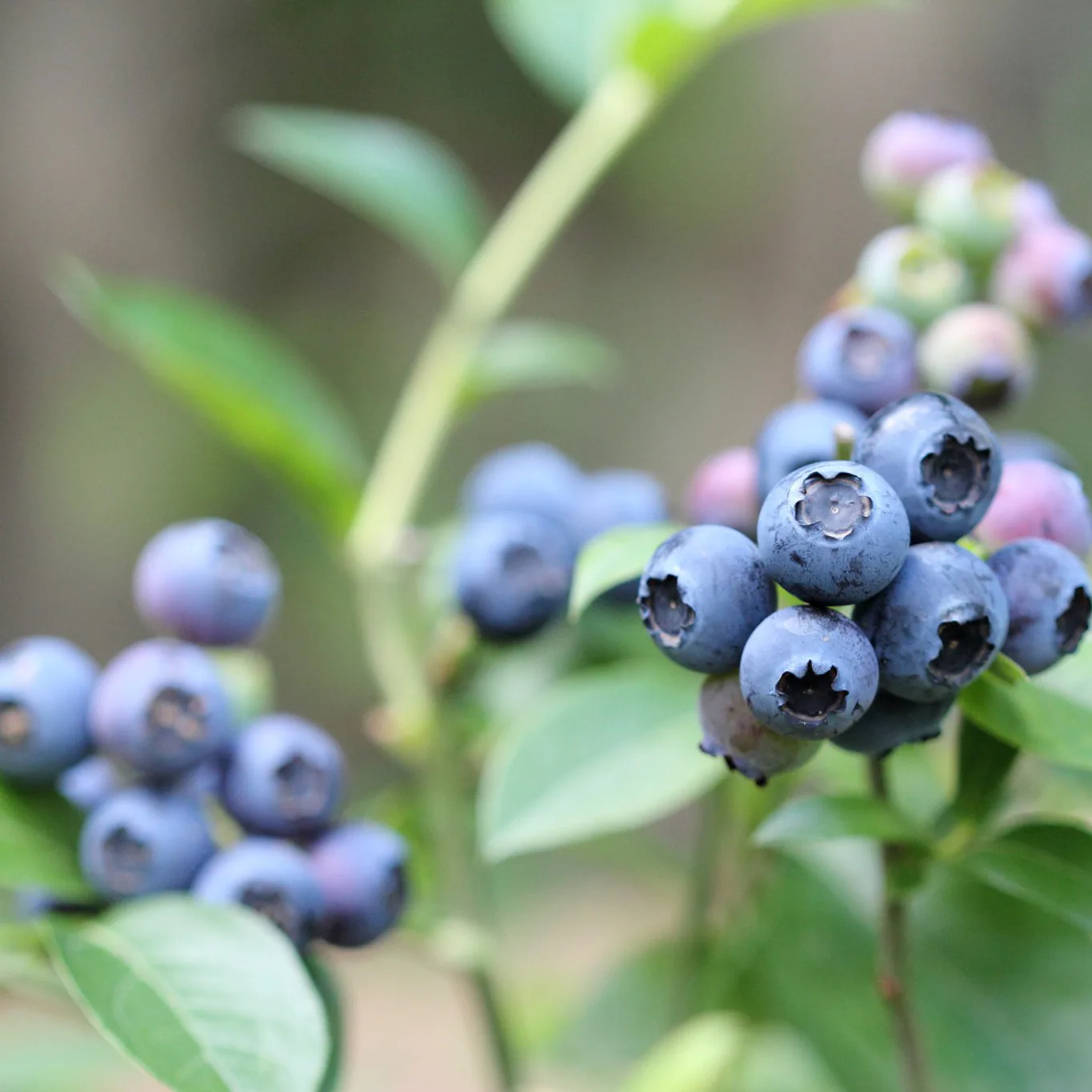 Bärbuske Omnia Garden Amerikanskt Blåbär Vaccinium Corymbosum Reka