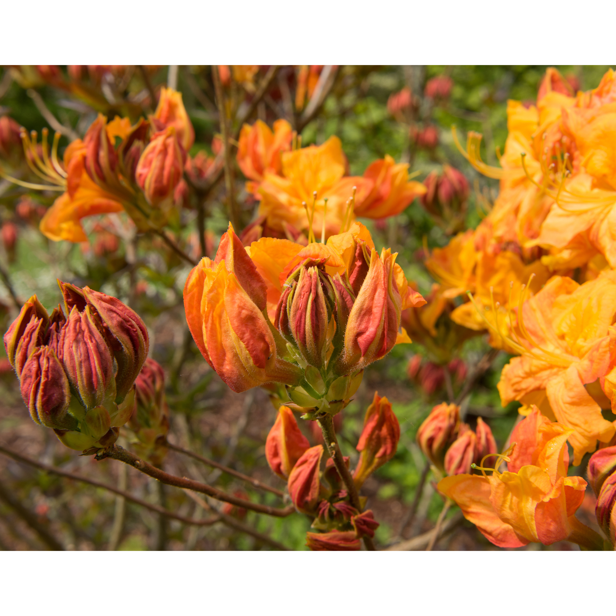 Rhododendron Azalea Omnia Garden Knaphill Klondyke 30-40 cm