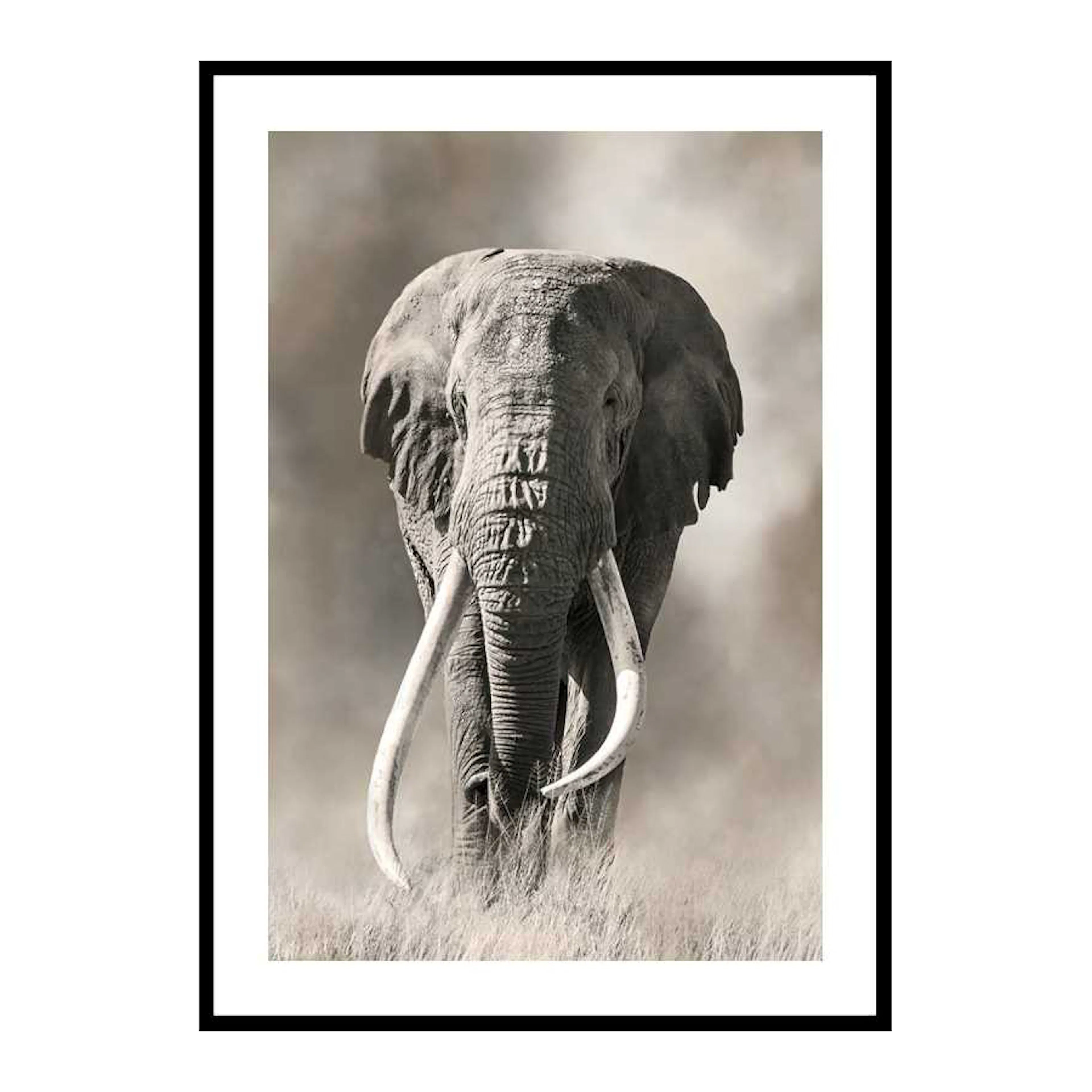 Elephant Tusks 30x40 cm