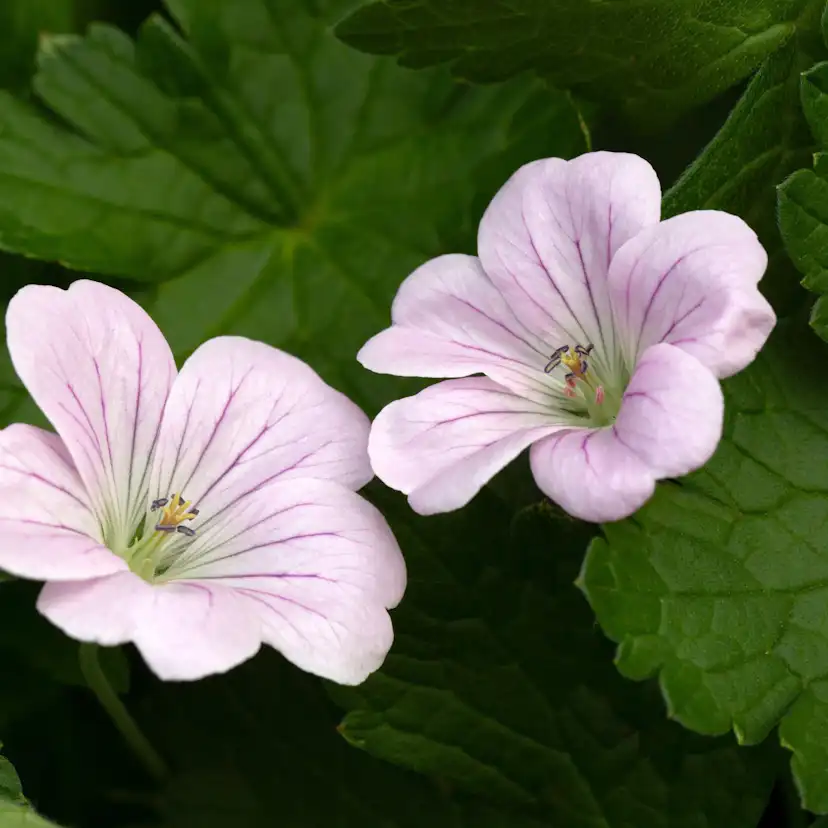 Perenn Omnia Garden Trädgårdsnäva Dreamland Bremdream