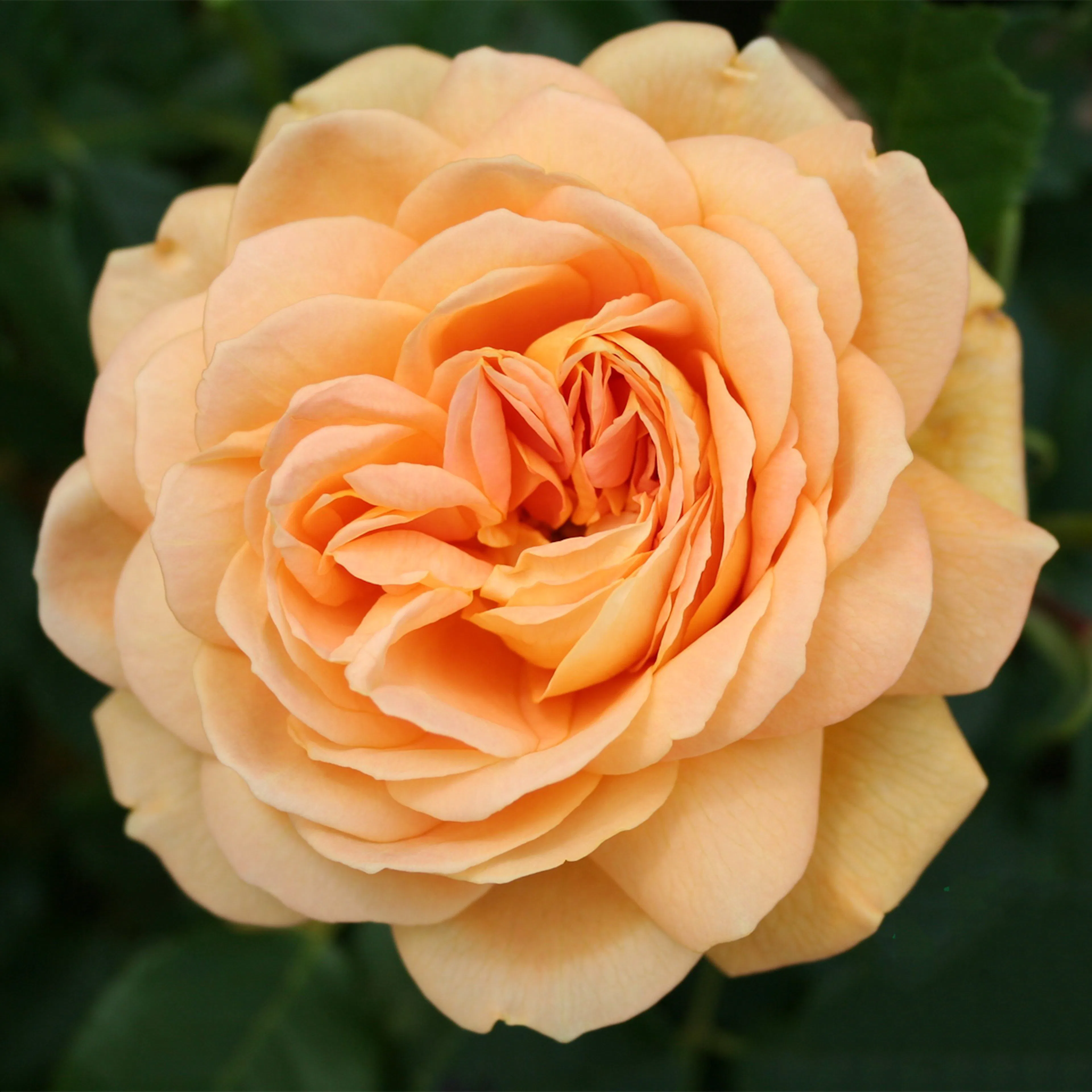 Rosa "Golden Celebration", 1-pack 1-pack