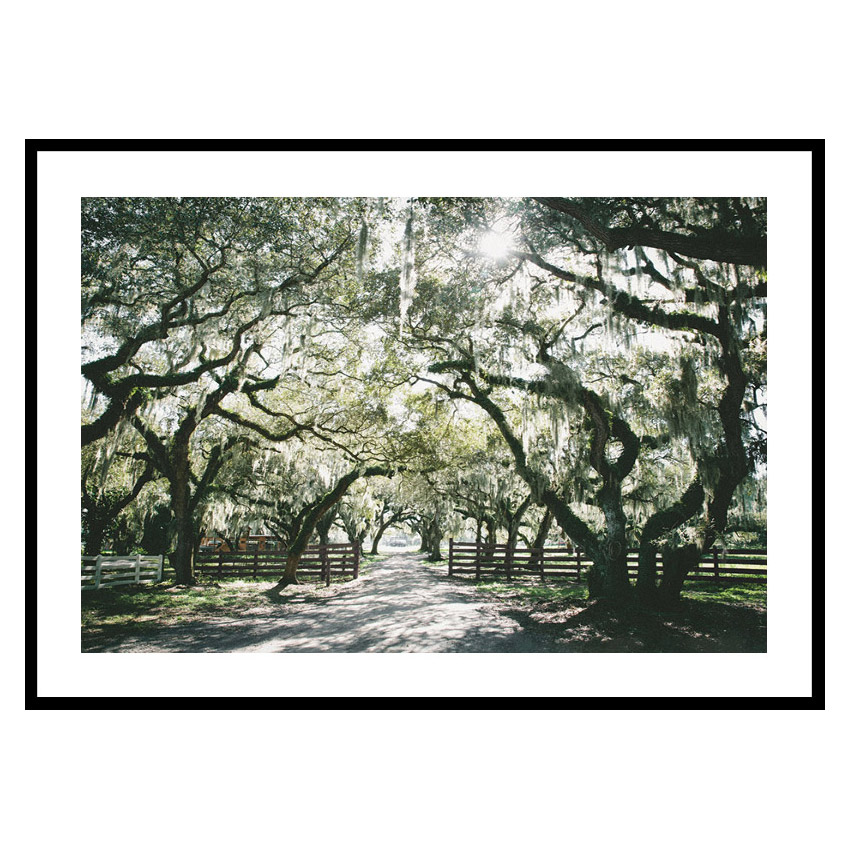 Poster Gallerix Canopy Of Trees