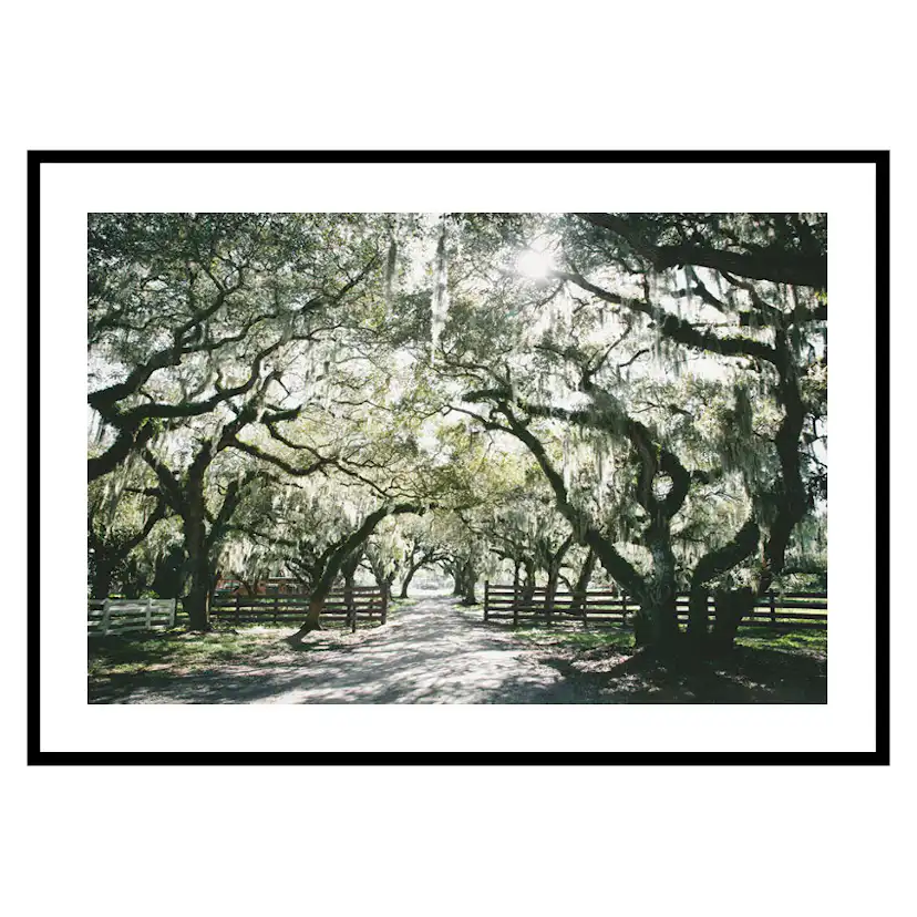 Poster Gallerix Canopy Of Trees