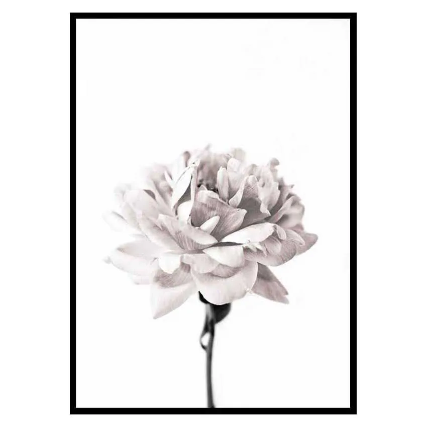 Poster Gallerix Pink peony