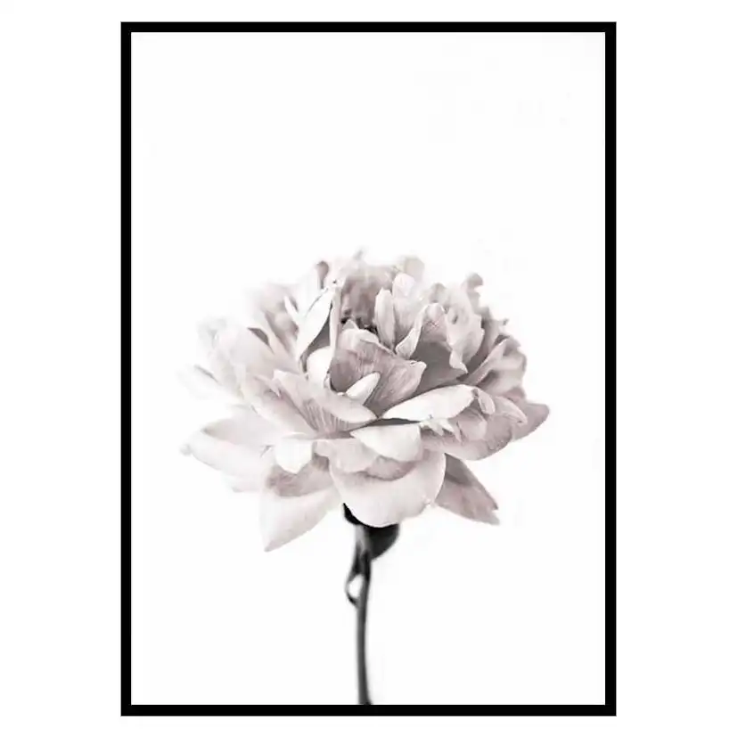 Poster Gallerix Pink peony