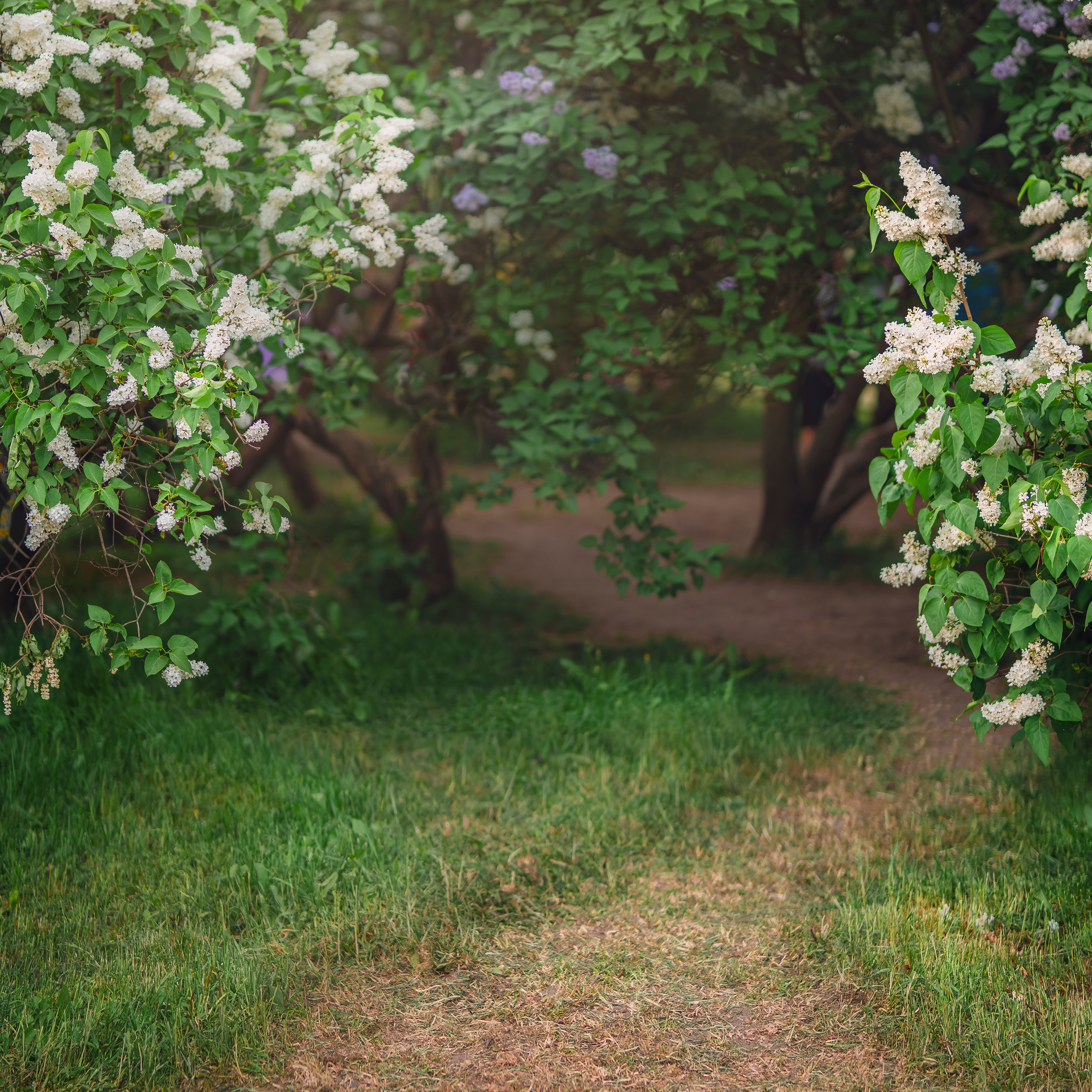 Planta Vit Syrén Omnia Garden 20-40 cm, Krukodlade