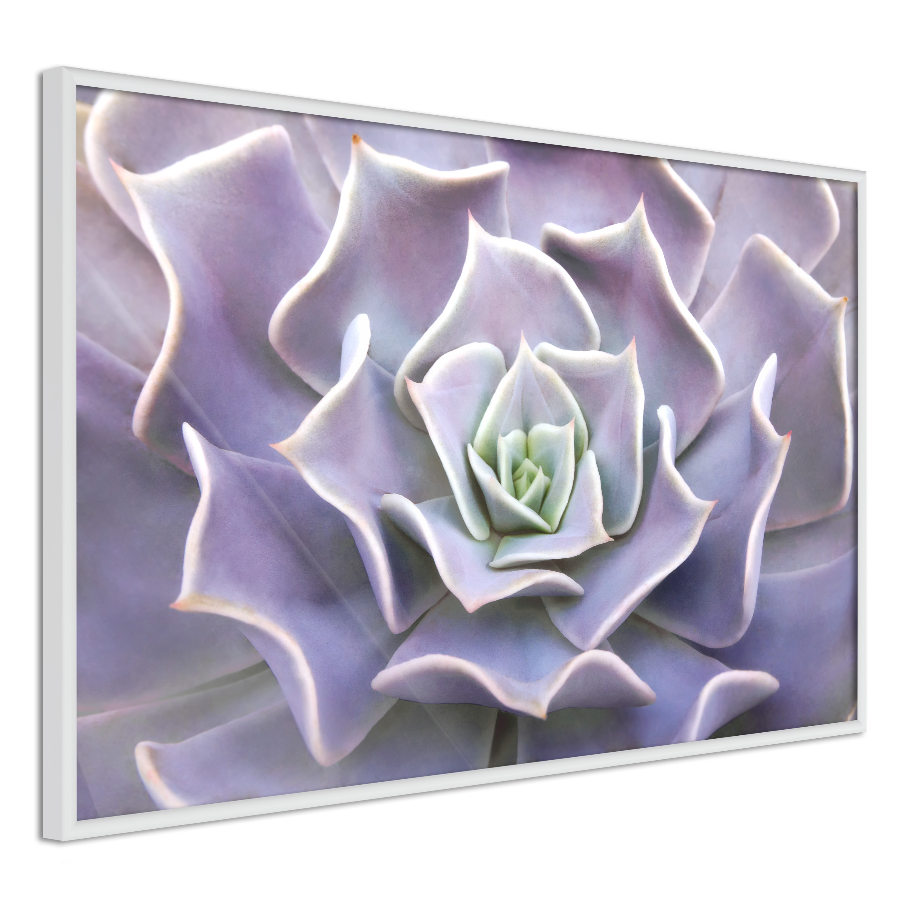 Poster Artgeist Affisch Purple Succulent
