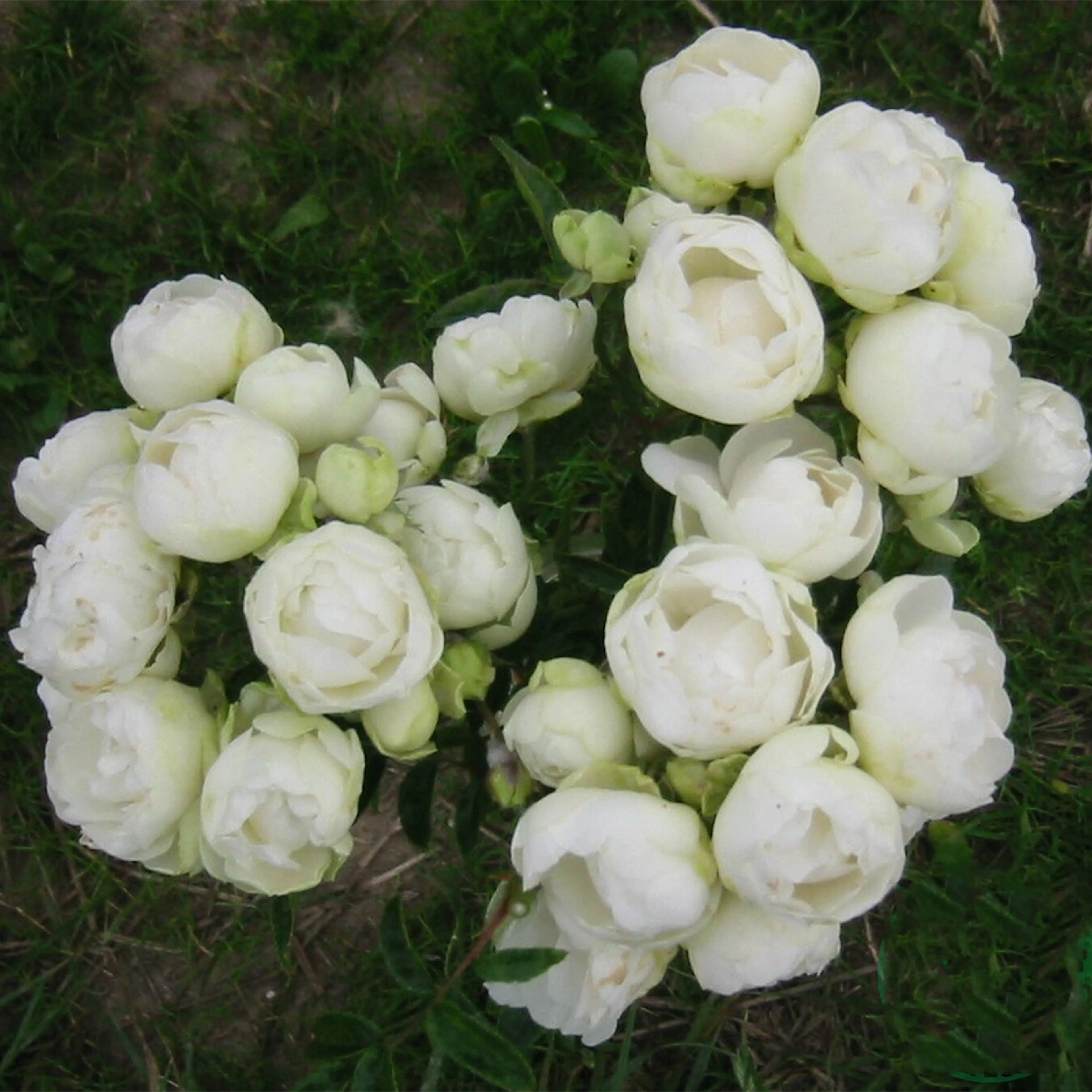 Rosa "Snövit", 1-pack 1-pack