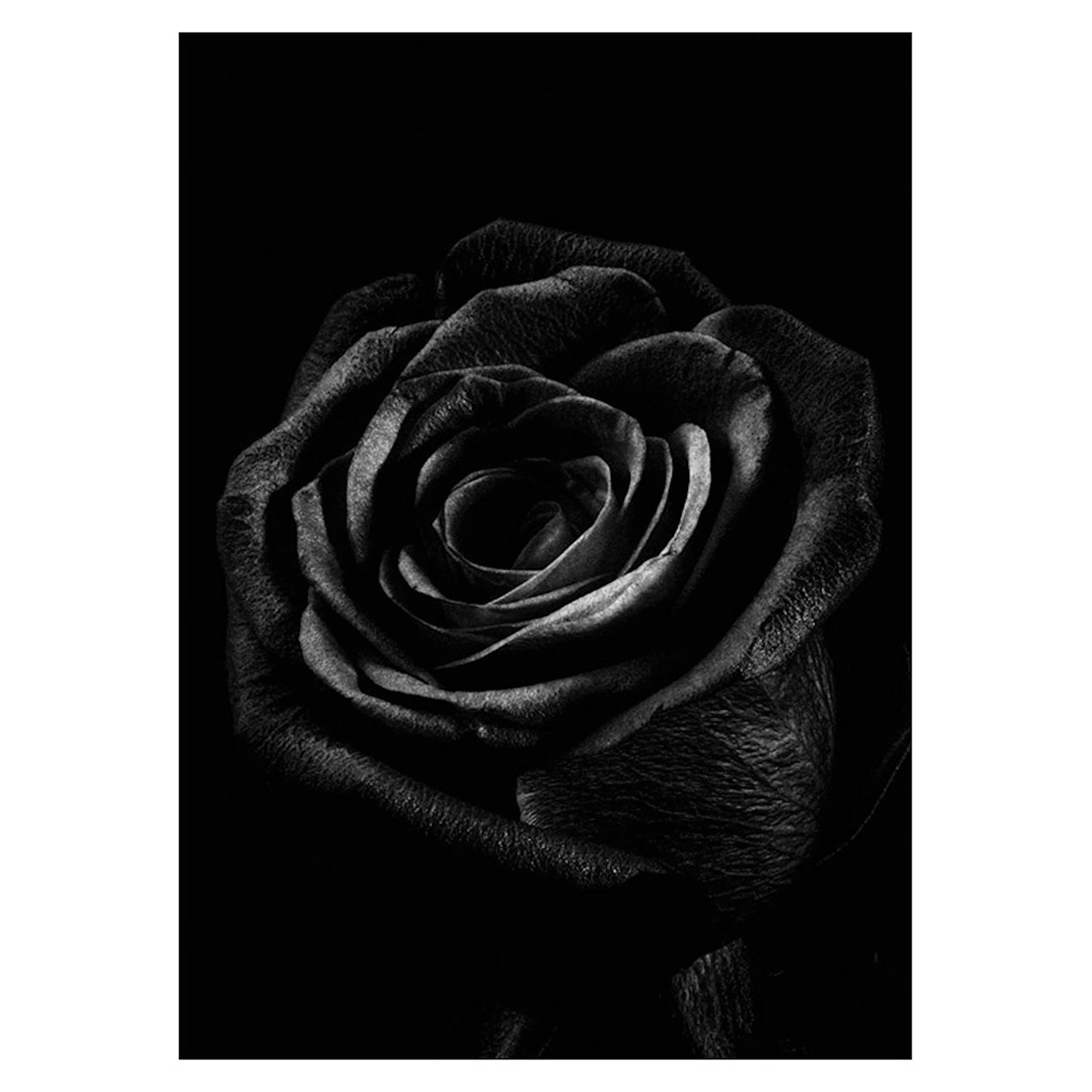 Poster Gallerix Black Rose