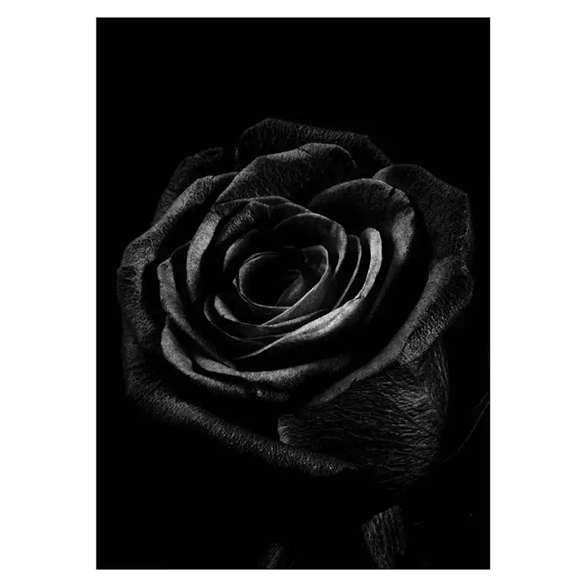 Poster Gallerix Black Rose