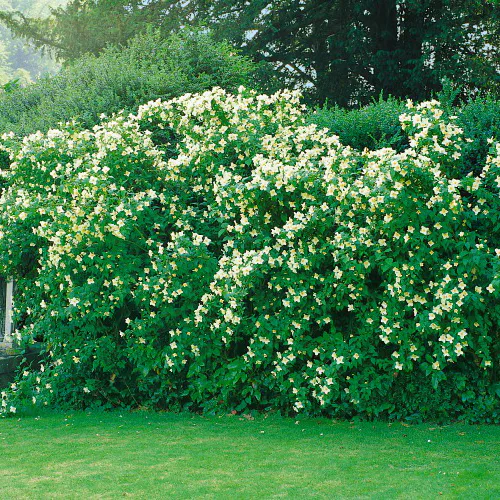 Buske Omnia Garden Smultronschersmin 30-50 cm