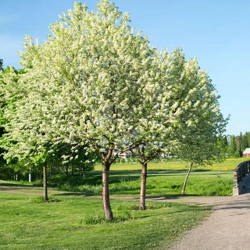 Prydnadsträd Omnia Garden Oxel